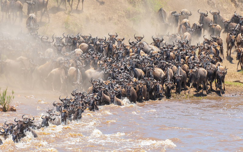 Best Time To See The Great Migration