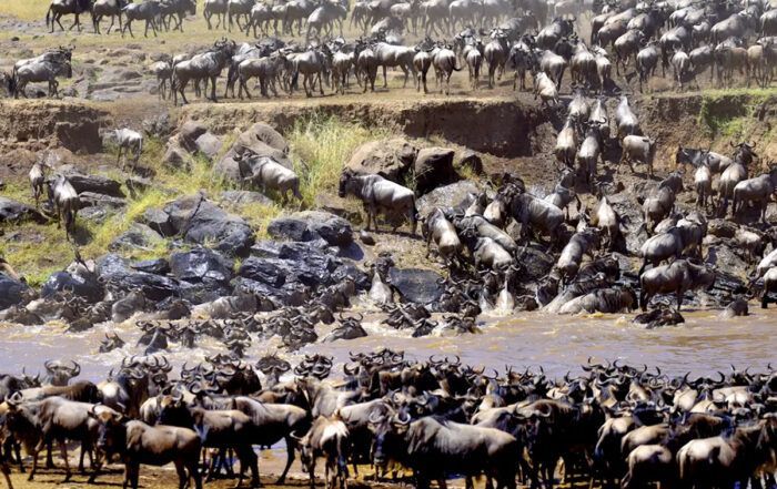 Best Time To See The Great Migration