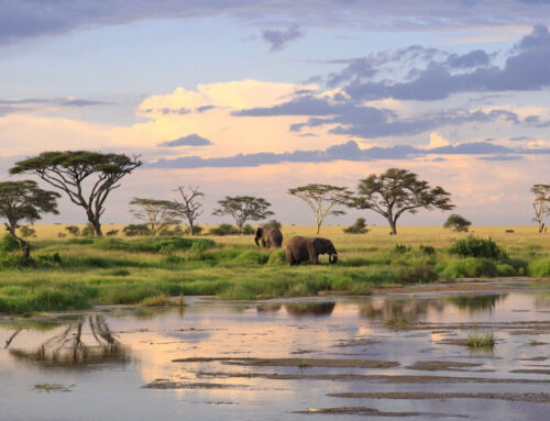 Embrace the Rain: Tanzania Wet Season Safari