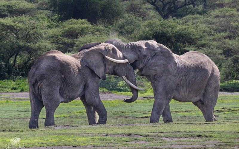 Experience the Thrill of a Game Drive Safari 