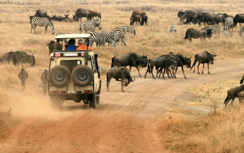 Experience the Thrill of a Game Drive Safari