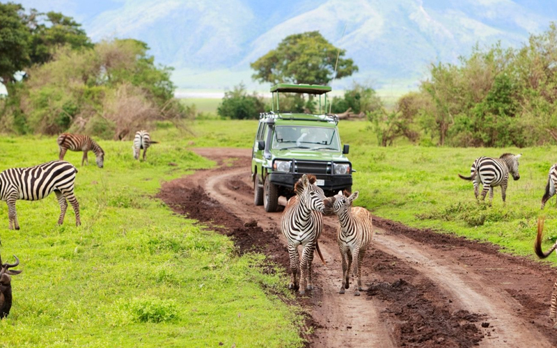 Experience the Thrill of a Game Drive Safari