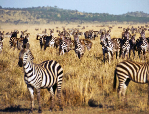 Plan Your Safari: Best Time to Visit Tanzania