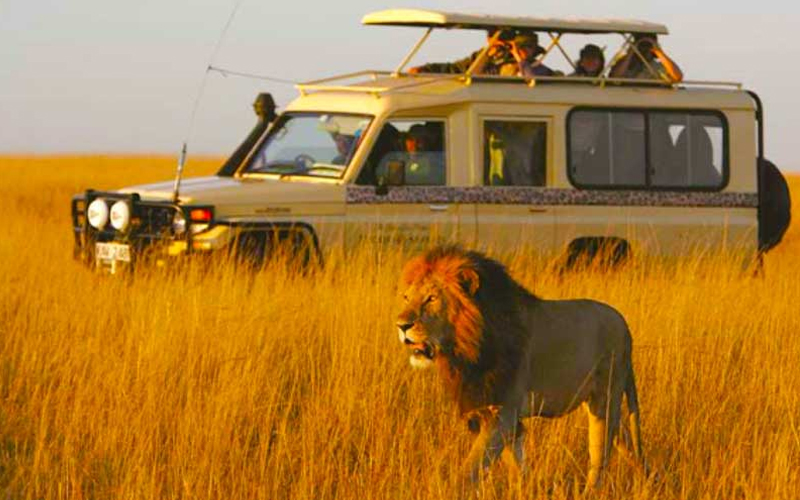 Plan Your Safari: Best Time to Visit Tanzania