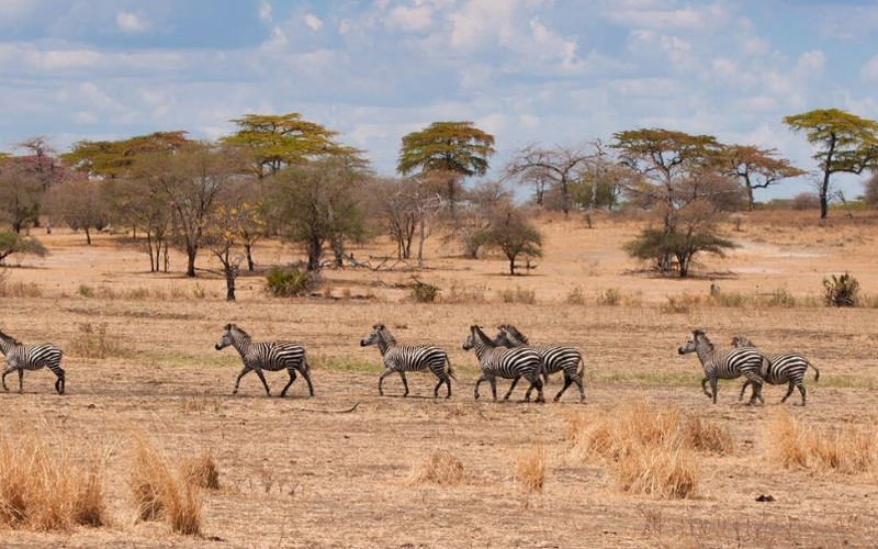 Thrills in the Dry Tanzania Dry Season Safari