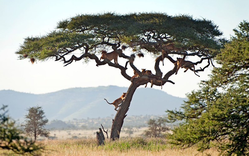 Thrills in the Dry Tanzania Dry Season Safari