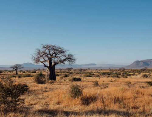 Thrills in the Dry: Tanzania Dry Season Safari
