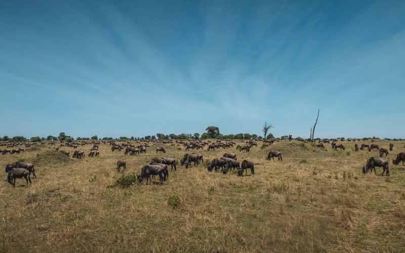 Thrills in the Dry Tanzania Dry Season Safari