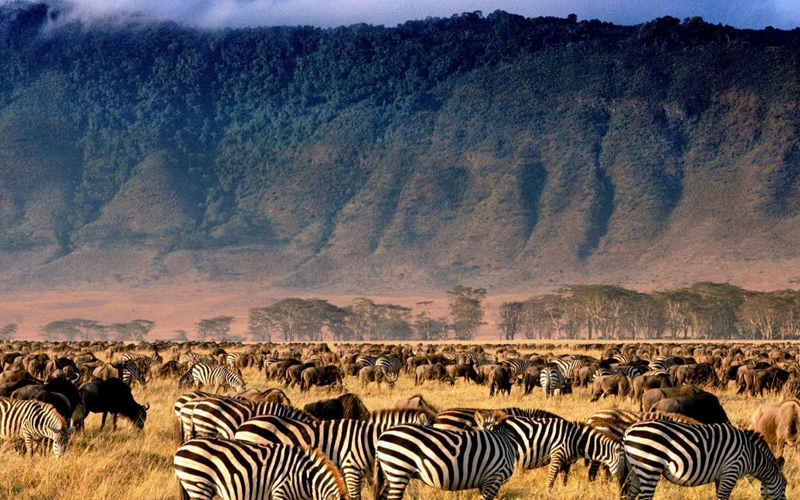 Which Safari Is Best From Zanzibar?