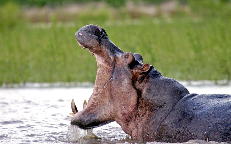 Which Safari Is Best From Zanzibar?