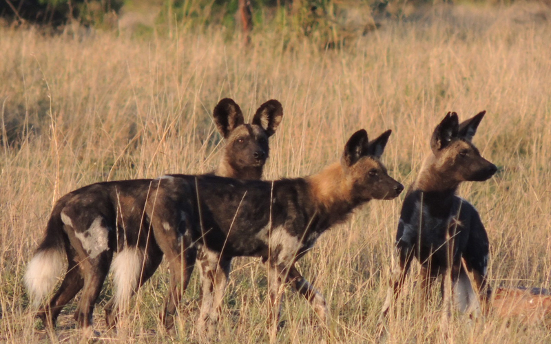 Which Safari Is Best From Zanzibar?