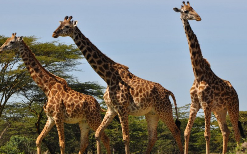 Which Safari Is Best From Zanzibar?