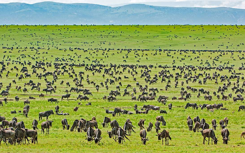 Which Safari Is Best From Zanzibar?