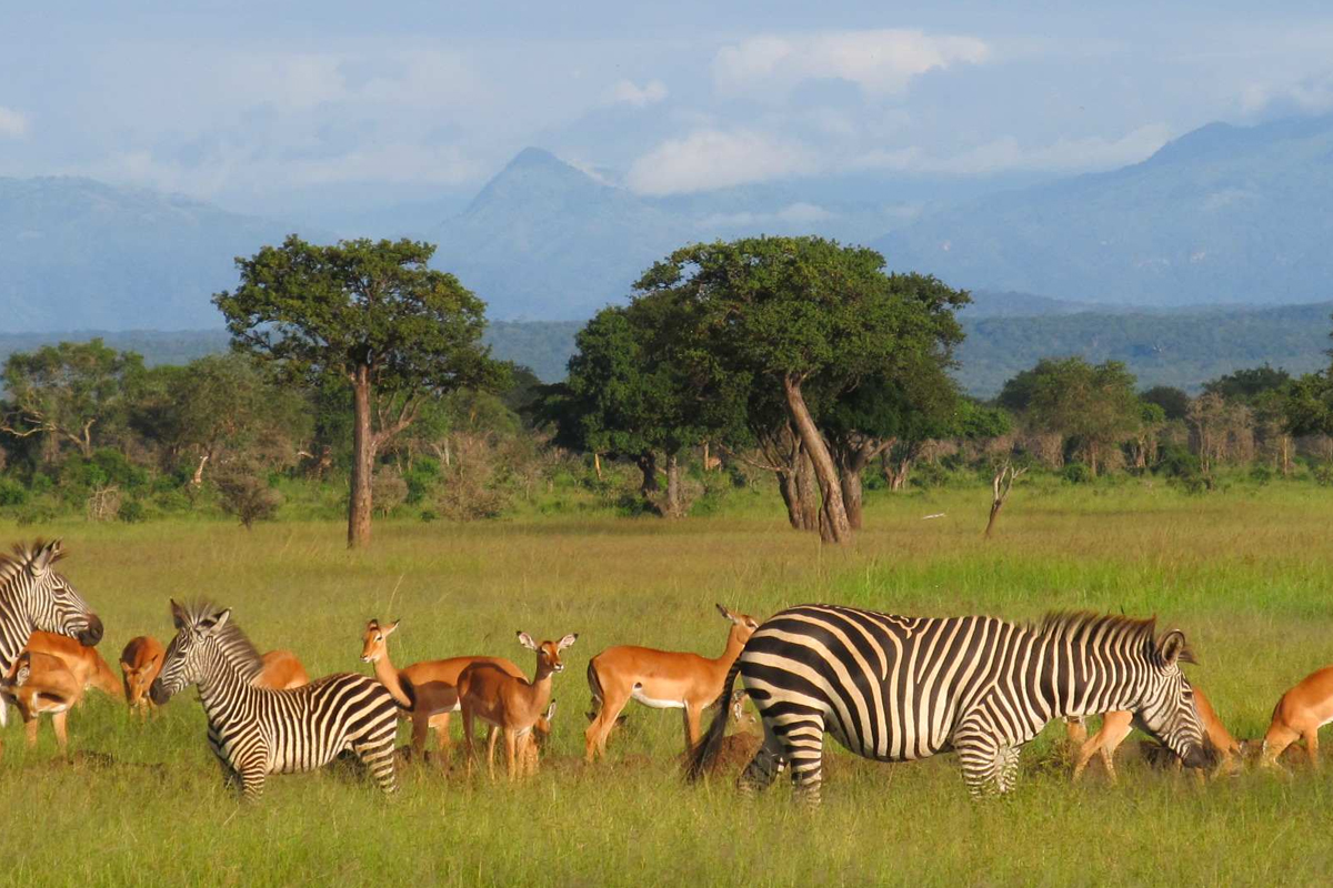 mikumi national park
